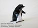 Photo Origami Toddling penguin, Author : Shoko Aoyagi, Folded by Tatsuto Suzuki